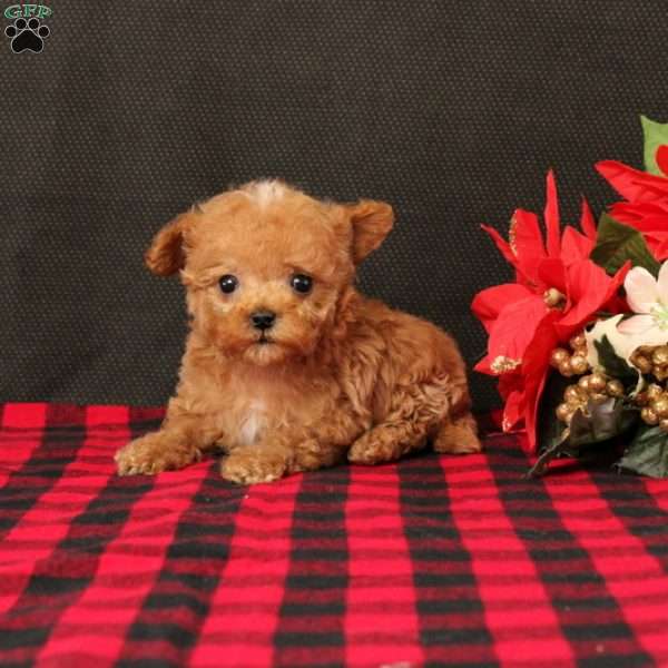 Gerald, Maltipoo Puppy